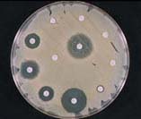 S.aureus on Mueller Hinton agar