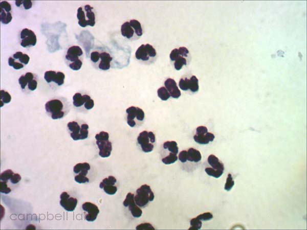 Polymorphonuclear cells